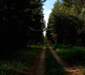 Прогулка по лесу