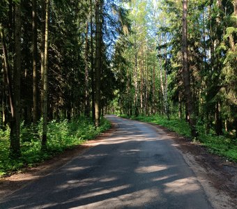 Лесная сказка