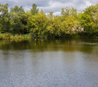 Утки взлетают.