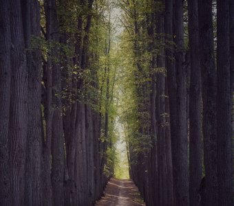 Липовая аллея маркиза Паулуччи