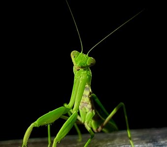 Mantis religiosa