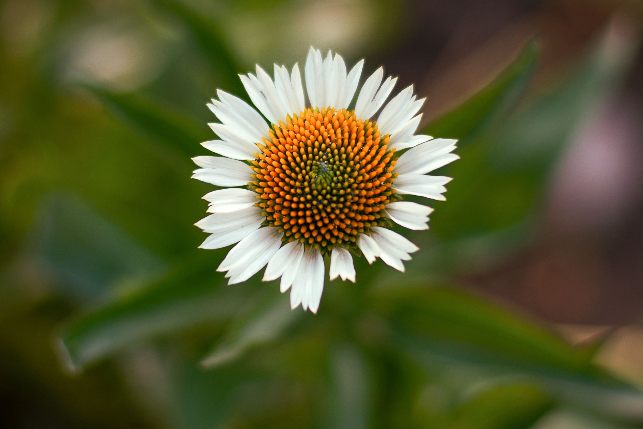 Лето крупным планом