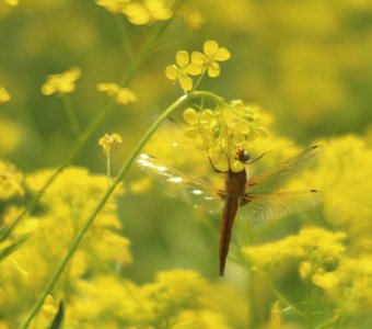 Жёлтое настроение)