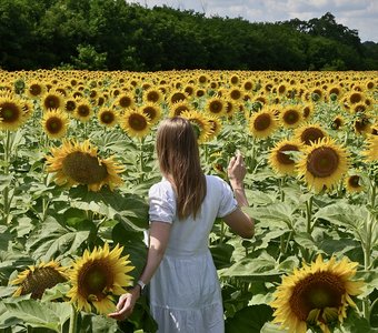 Цветы Солнца