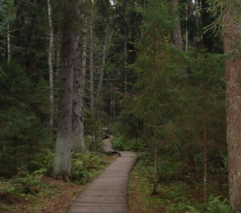 всё дальше вглубь леса