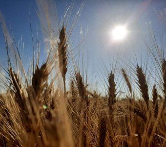 В полях шумит пшеница золотая.