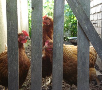 внимание, ведётся видеонаблюдение