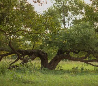 Объятия Ивы