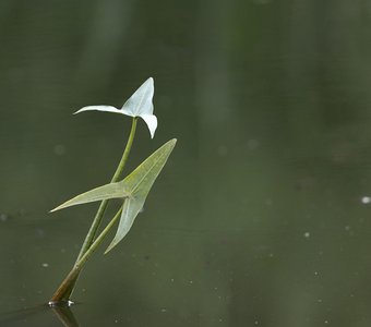 Болотное растение на фоне зеленой воды