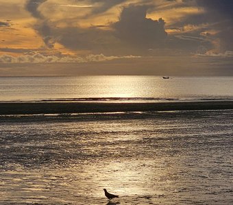 Рассветный голубь.