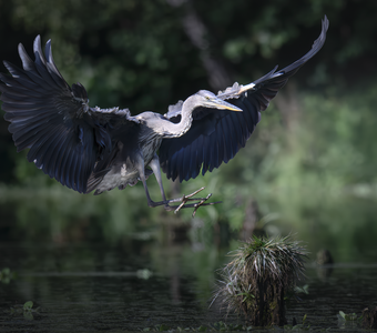 Серая цапля (Ardea cinerea)