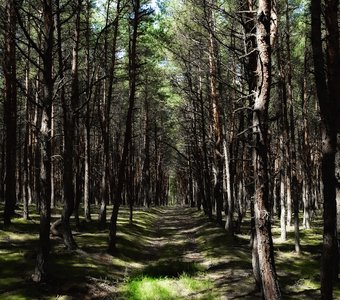 Танцующй лес