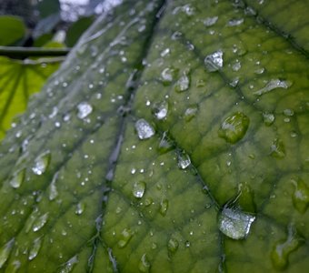 Летний дождь