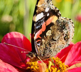 Бабочка-улыбка