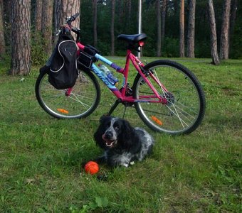 Велопрогулка с собакой