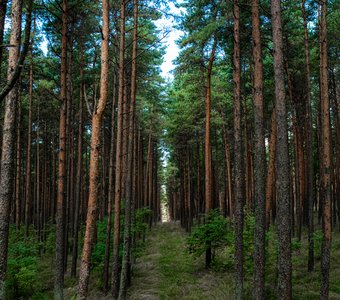 Дорога мечты