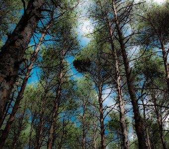 Чудо природы