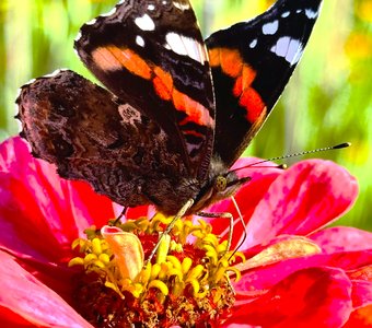 Самый вкусный нектар