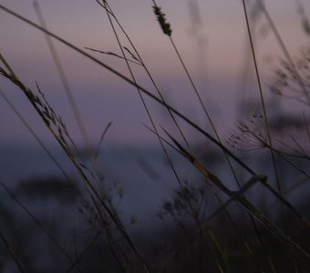 Колосья на закате