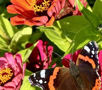 Краски природы