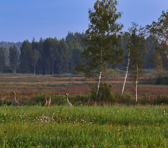 Семья журавлей