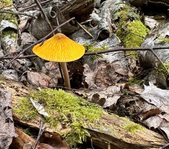 Жёлтый зонтик