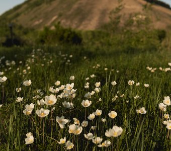 Анемоны в Якутии