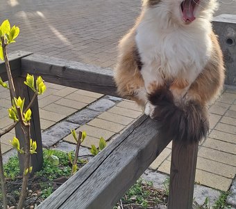 Милая Зевака