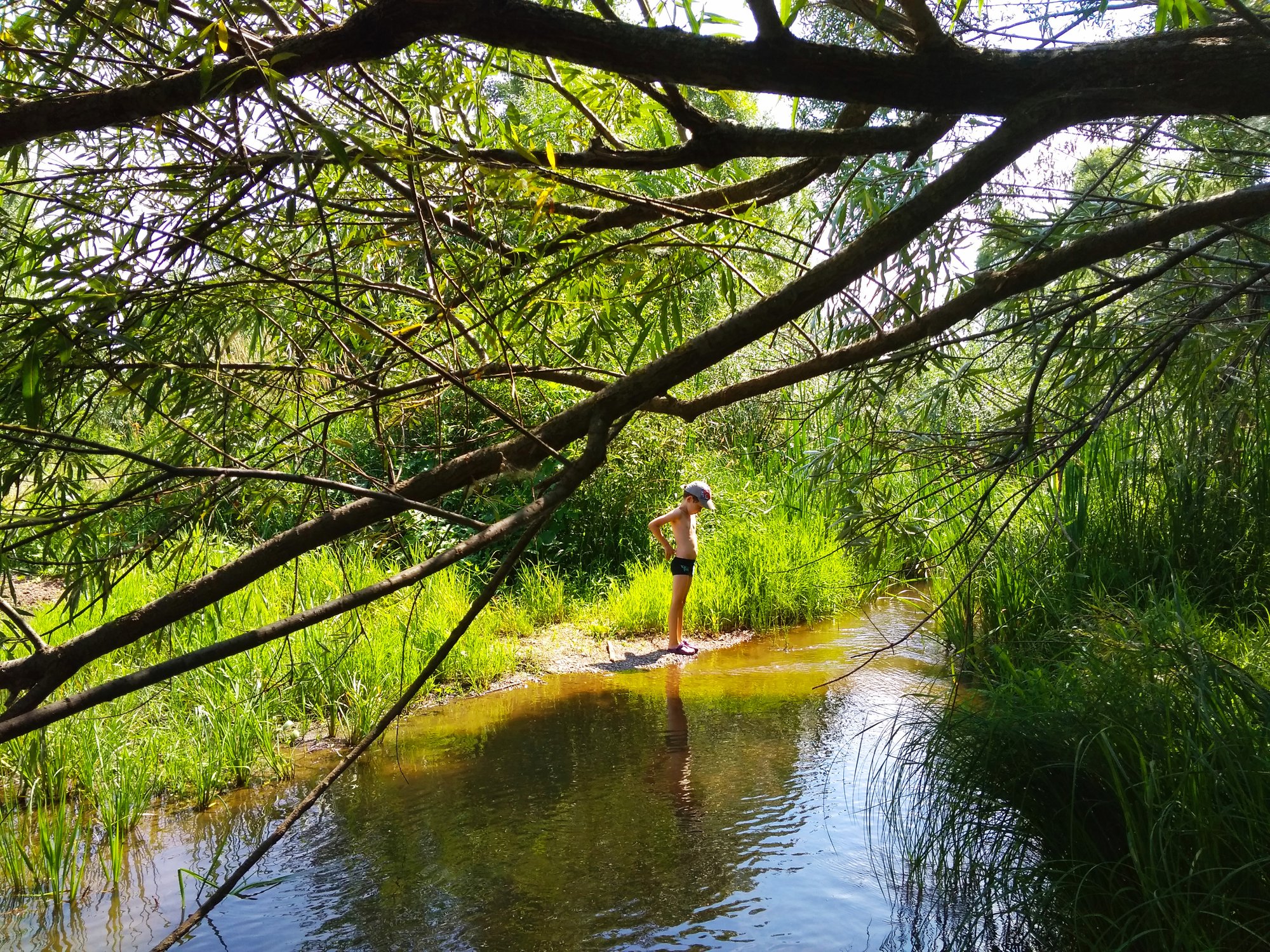 Зеленый мир