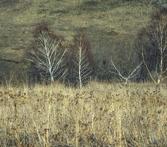 Рыбьи кости