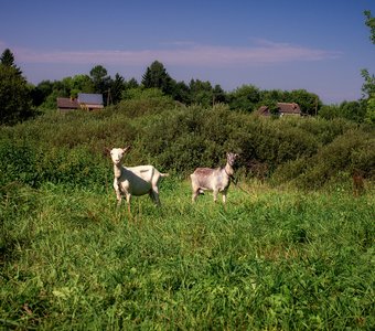 Яшка и Дашка