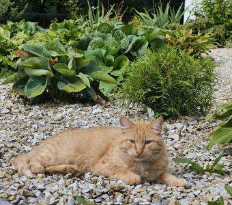 Пушистый посетитель