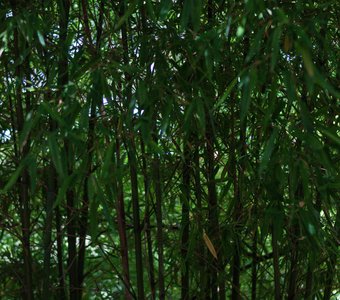Бамбуковая роща