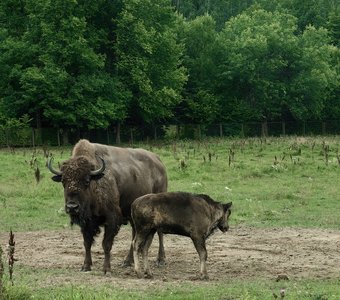 В гостях у зубров