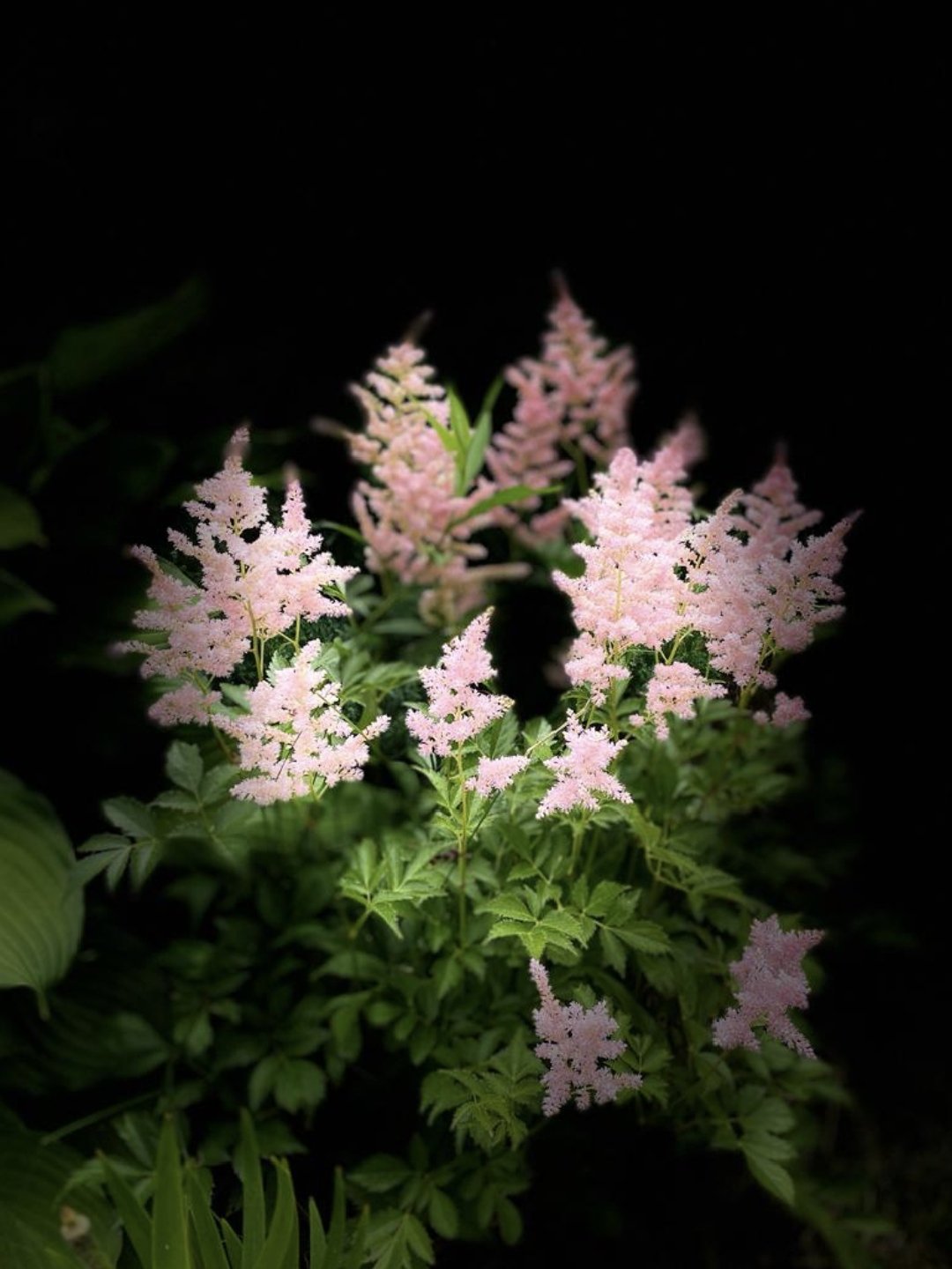 Цвет(ы) ночи