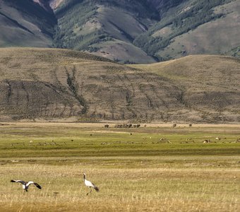 Курайская степь