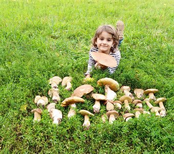 Августовский урожай леса