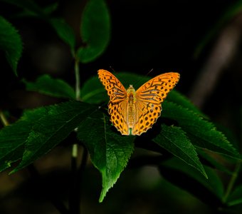 Перламутровка
