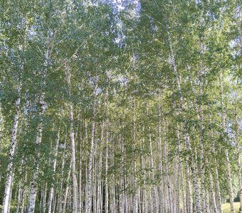 Березовая роща