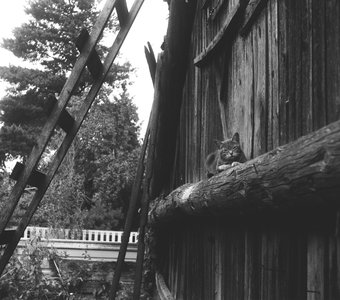 Лето в деревне