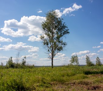 Одинокое дерево