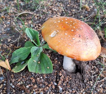 Я тебя укрою от дождя