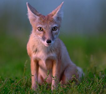 Маленький, но очень симпатичный зверек - степная лисичка, корсак