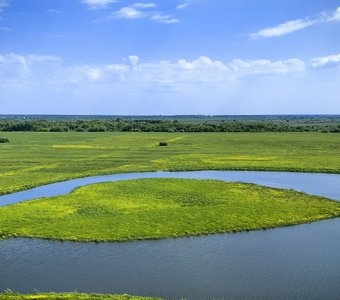 Зеленое сердце