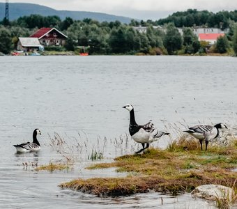 Белощекие казарки на берегу Кандалакшского залива