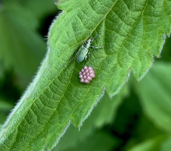 Моя прэлесть