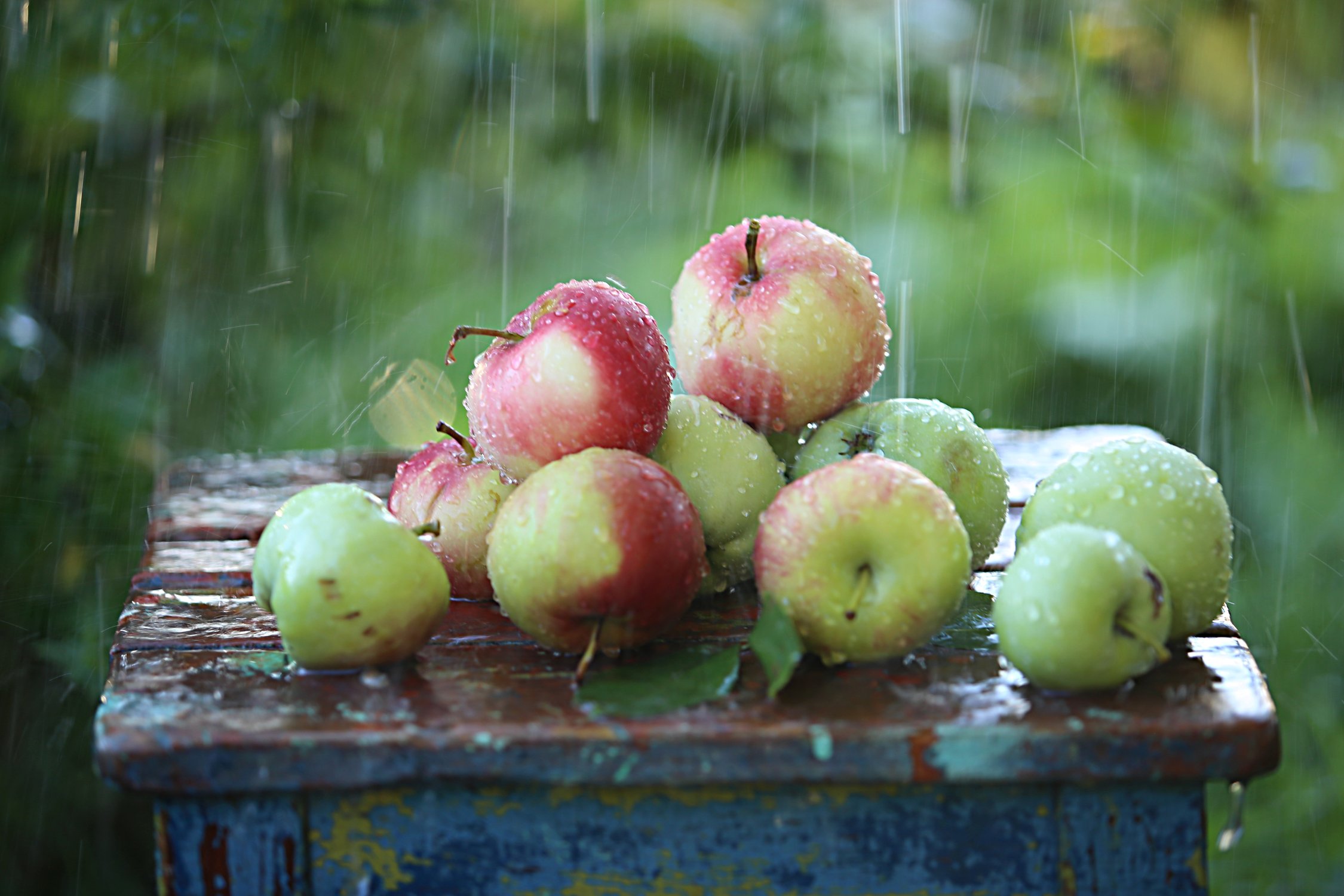 Яблоки под дождем