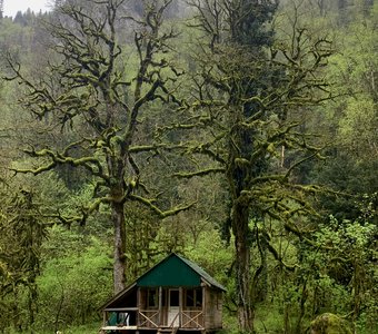 В стране моховых великанов