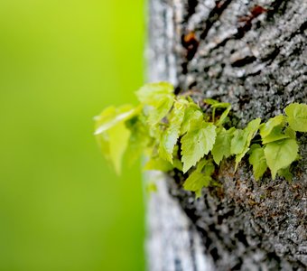 Старая липа