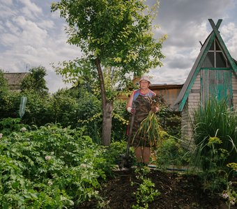 Сбор урожая